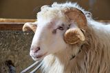 © Schaf- und Ziegenzuchtverband Kärnten